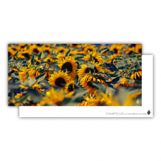 Postcard | Field of sunflowers